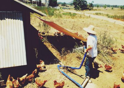 Healthy Pasture Raised Chickens