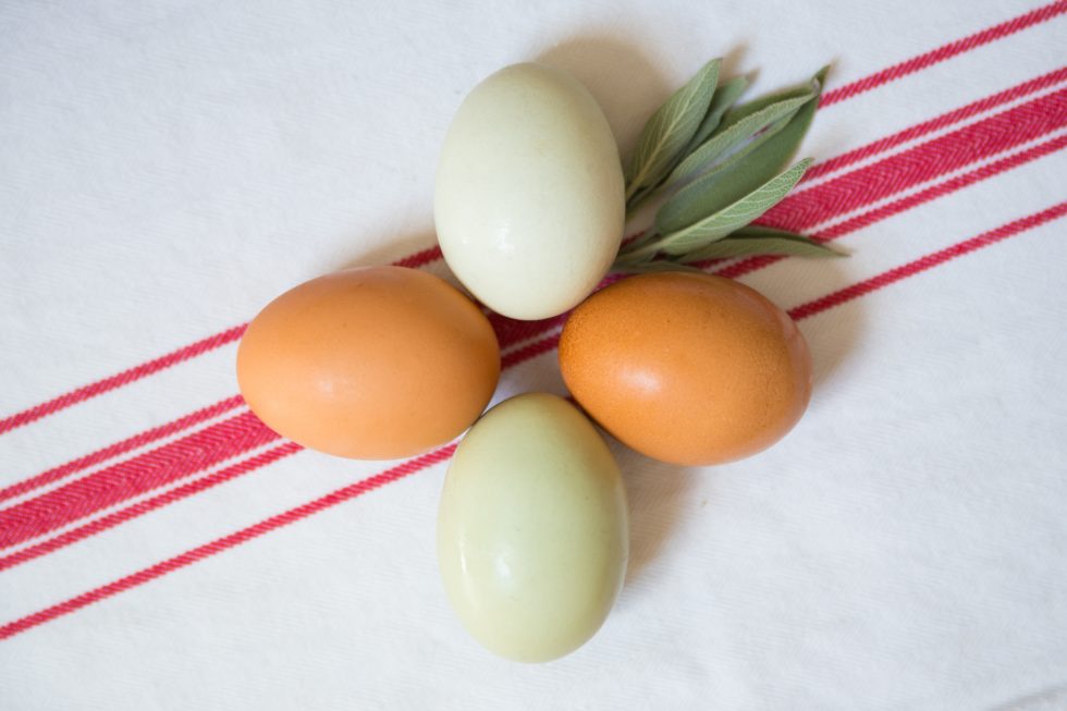 Happy Hens Truly OUTDOORS pasture raised eggs.