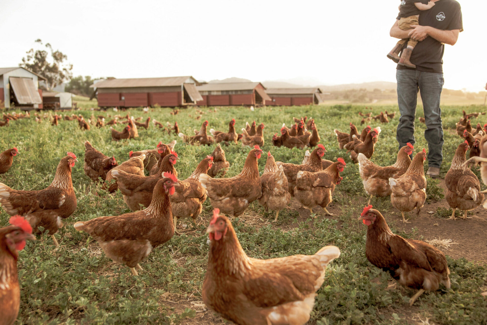 Field of chickens roaming free on pasture with a farmer holding a child and mobile coops in the background on the Happy Hens farm.