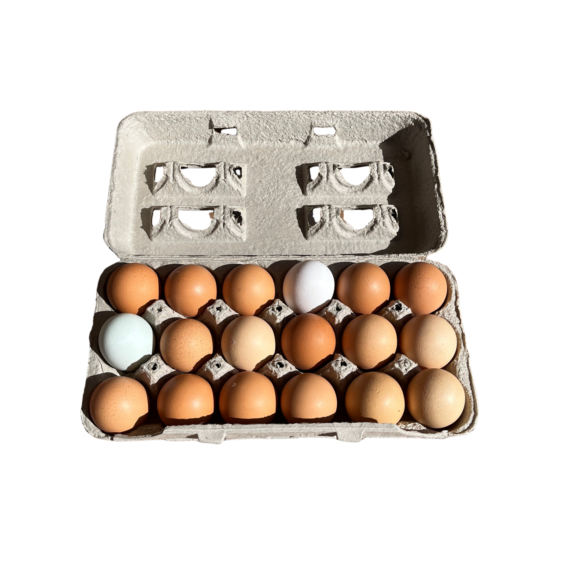 Org L 18 | Happy Hens